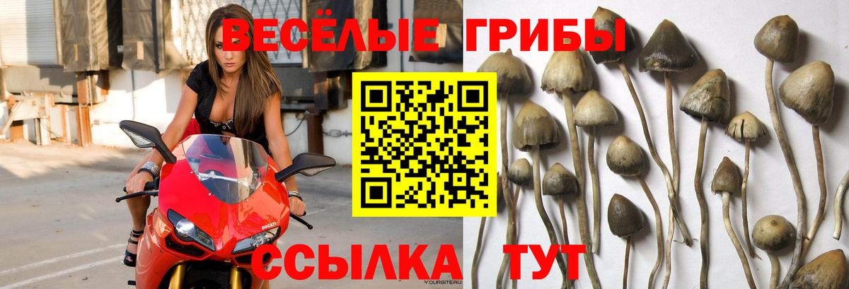 наркотики  Вход с VPN  Псилоцибиновые грибы Psilocybe  Ижевск  Галлюциногенные грибы ЛСД 